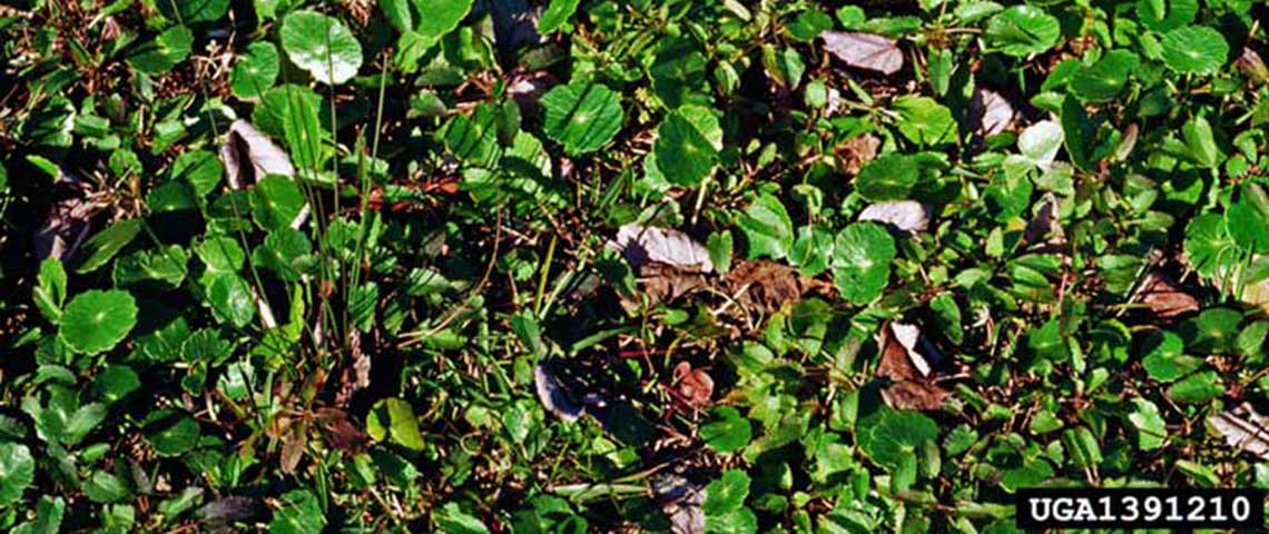 pennywort