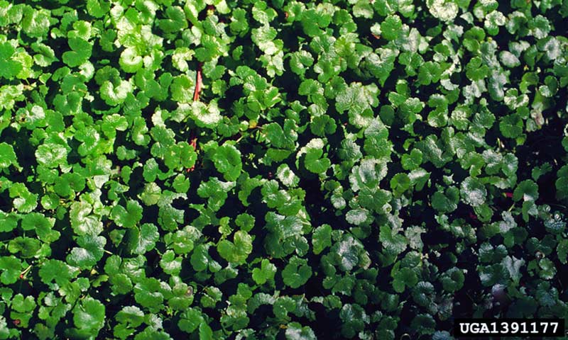 pennywort-infestation
