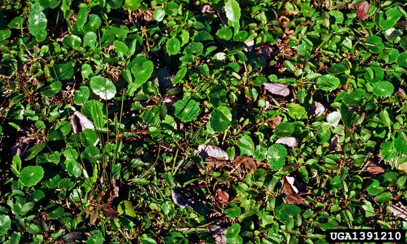pennywort-patch
