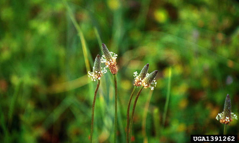 buckhorn-plantain-flower