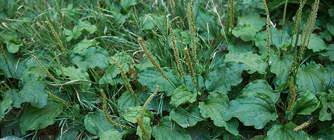 plantain