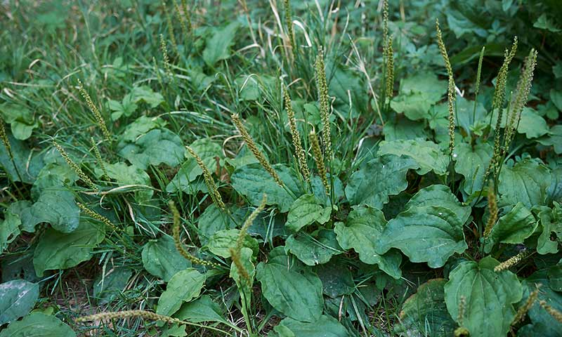 plantain-infestation