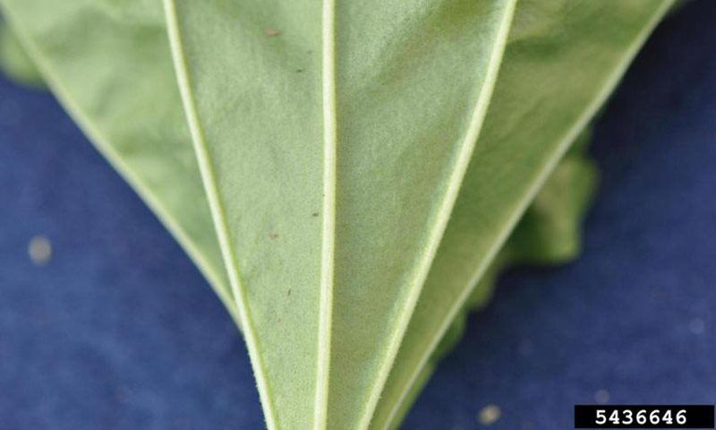 plantain-leaf-veins