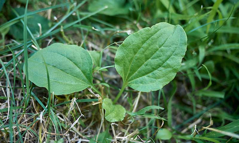 plantain-leaves