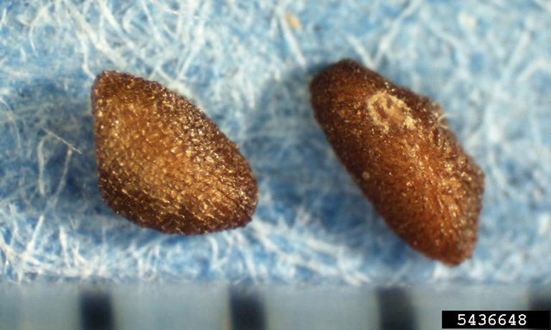 plantain-seeds