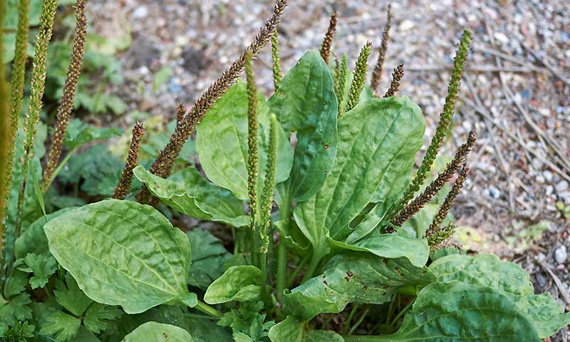 plantain-spikes