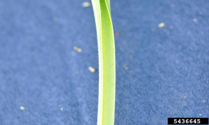 plantain-winged-leaf