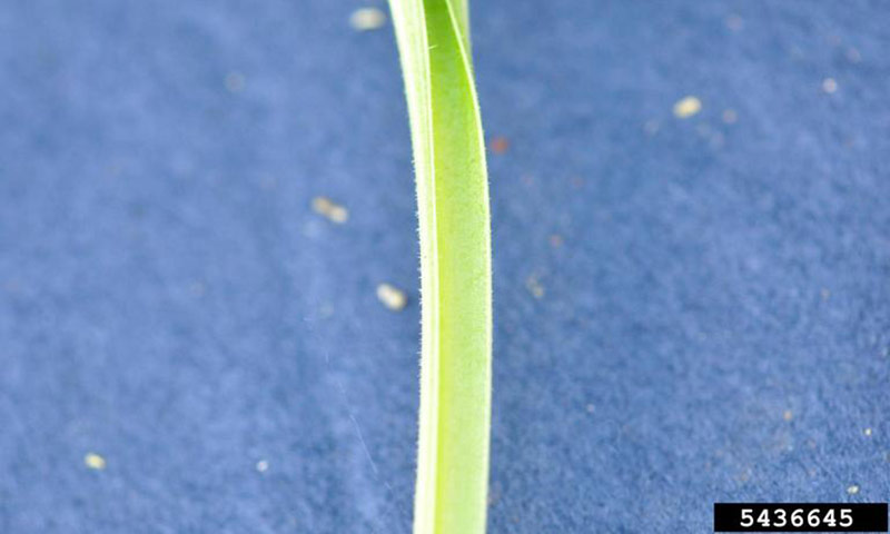 plantain-winged-leaf