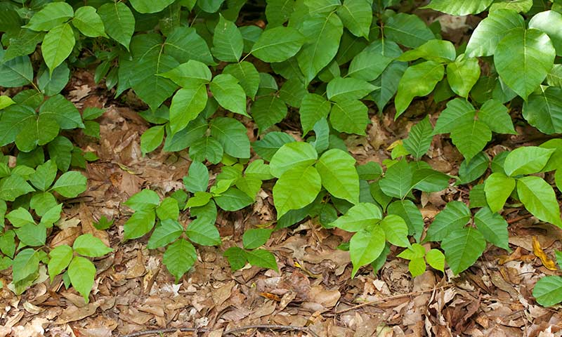 poison-ivy-patch