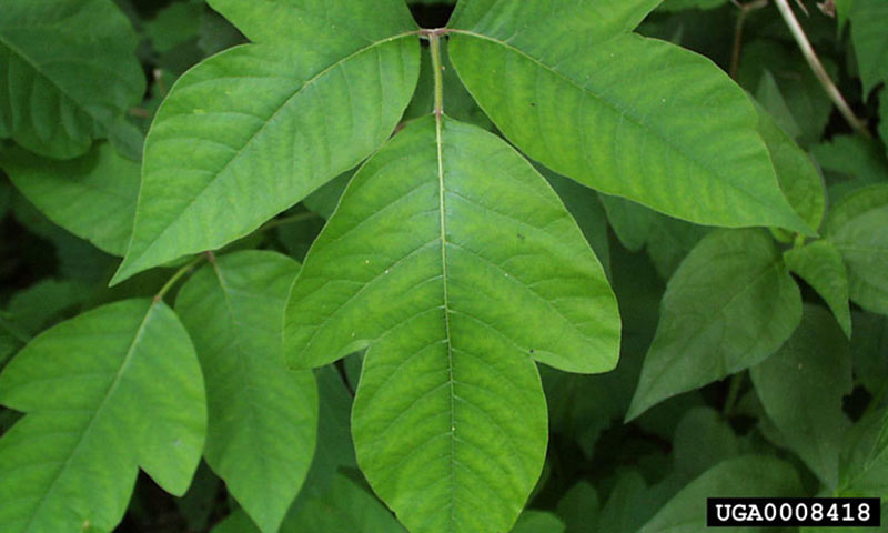 poison-ivy-foilage