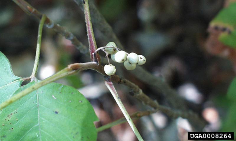 poison-ivy-fruit