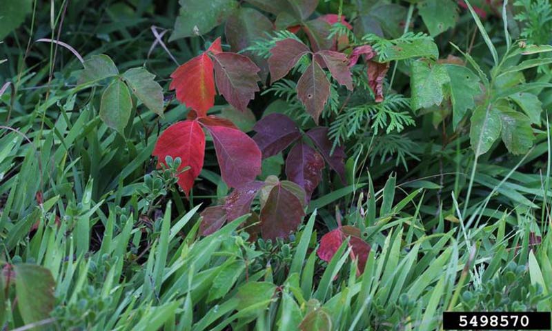 red-poison-ivy