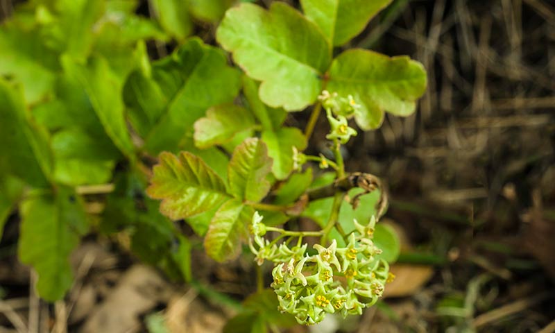 poison-oak-flowers