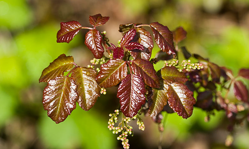 poison-oak-growth