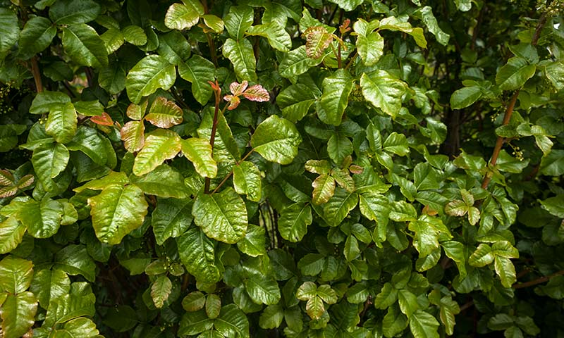 poison-oak-patch