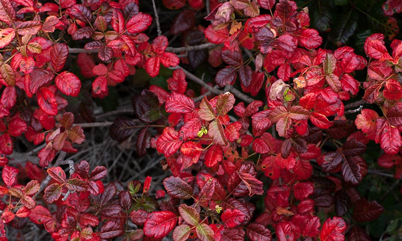 poison-oak-in-fall