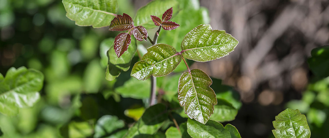 poison-oak