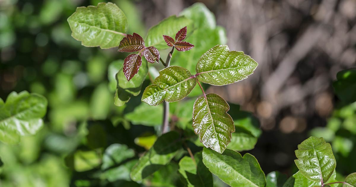 poison-oak