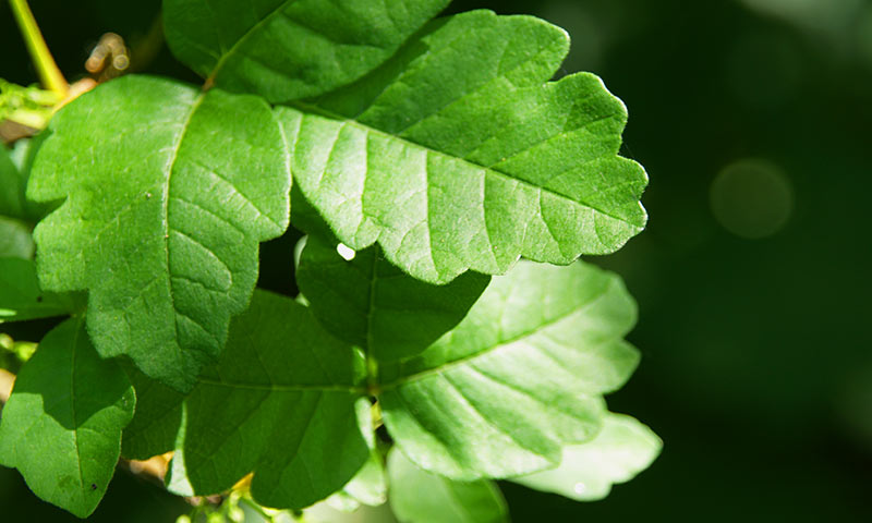 poison-oak