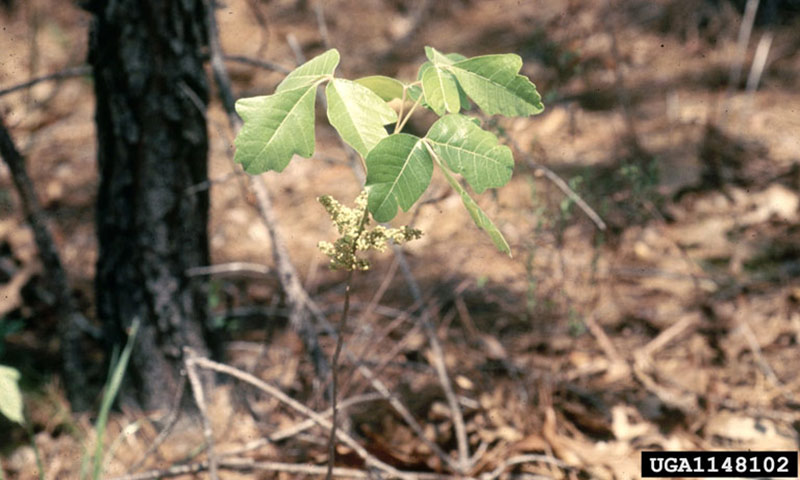 adolescent-poison-oak