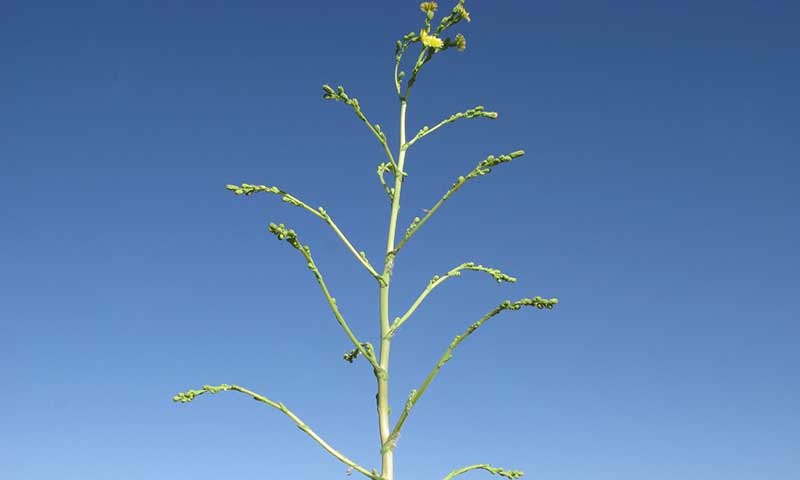 prickly-lettuce-flower-and-stem