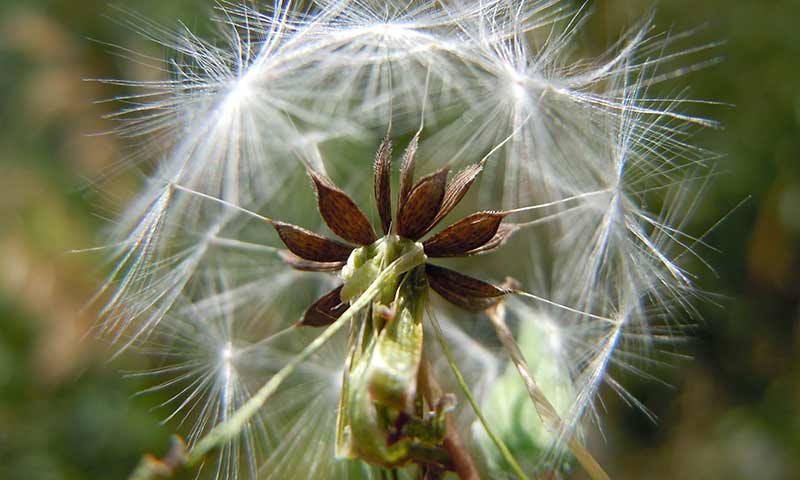 prickly-lettuce-fluffy-seed