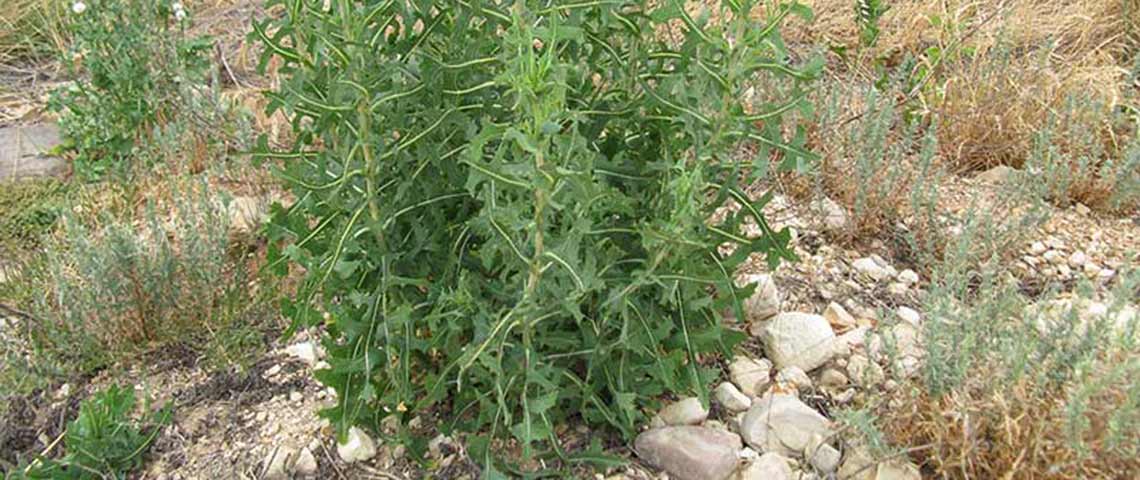prickly-lettuce