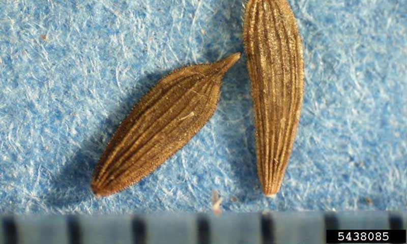 prickly-lettuce-seeds