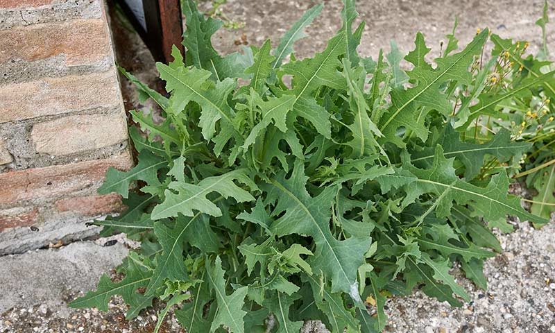 prickly-lettuce