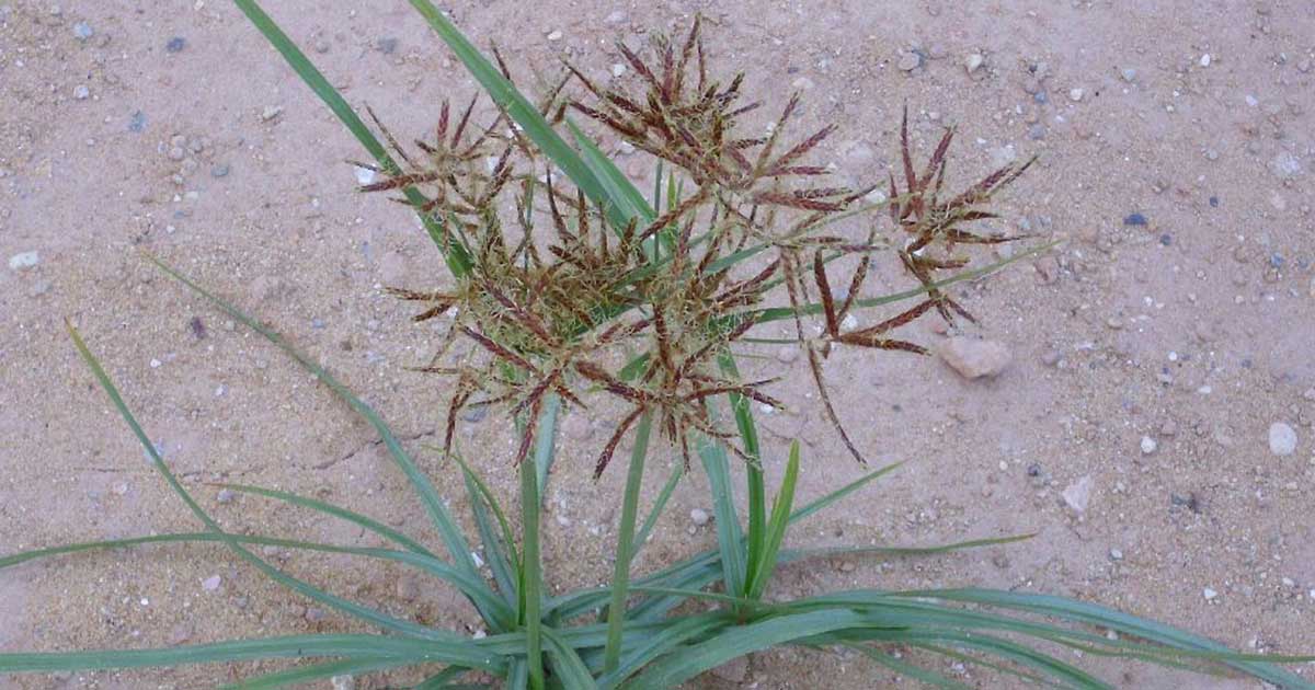 purple-nutsedge
