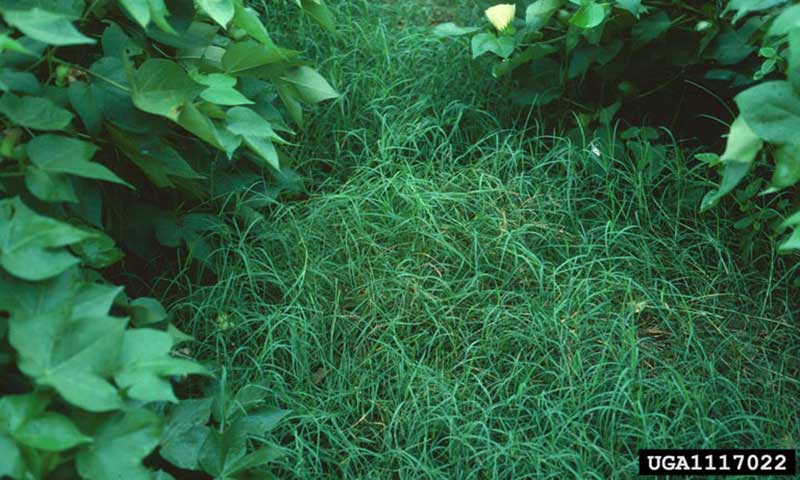 patch-of-purple-nutsedge