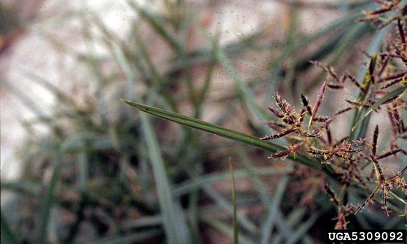 purple-nutsedge