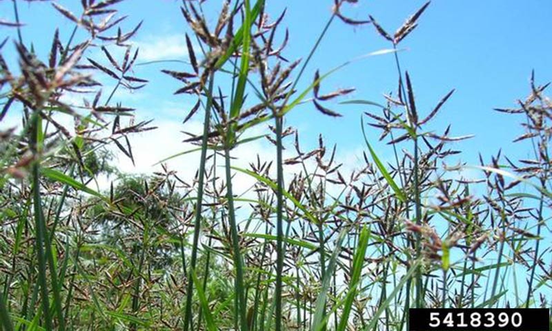 purple-nutsedge-plant