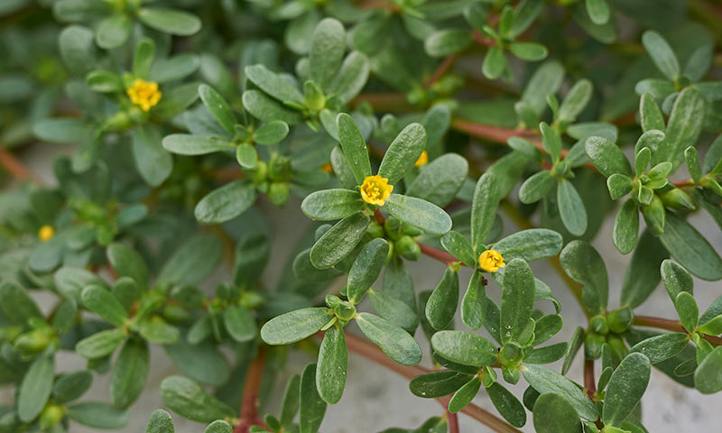 purslane-flowers