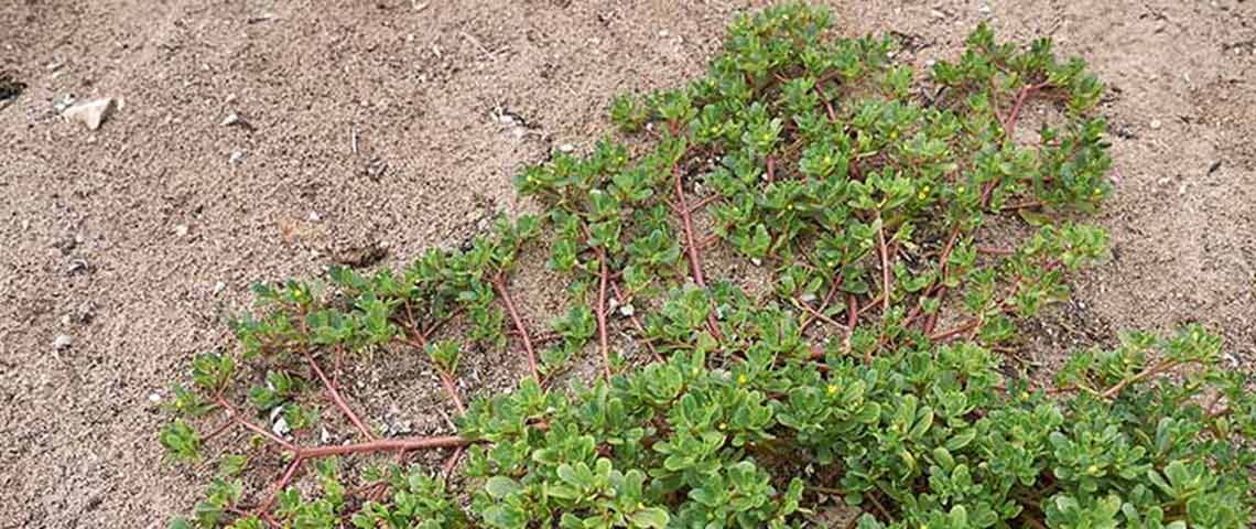 purslane