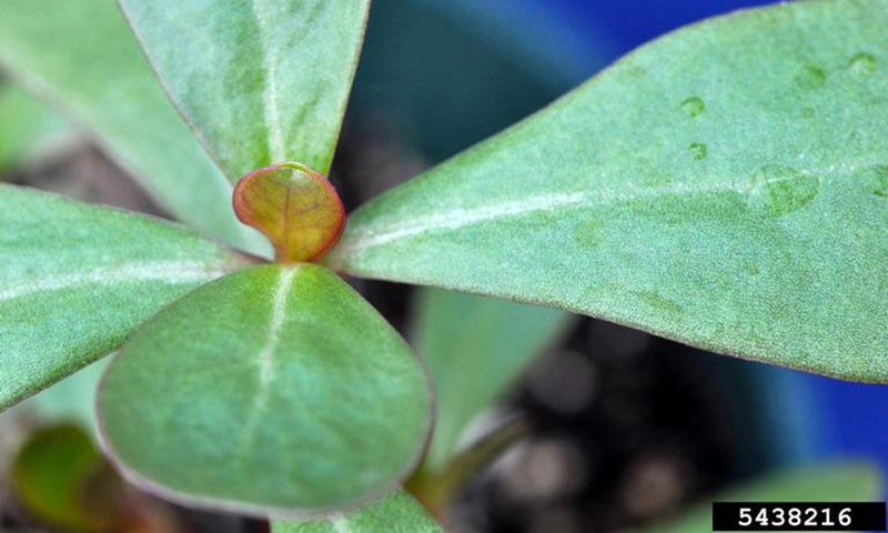 purslane-leaf