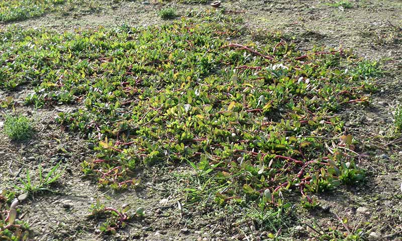 purslane-patch