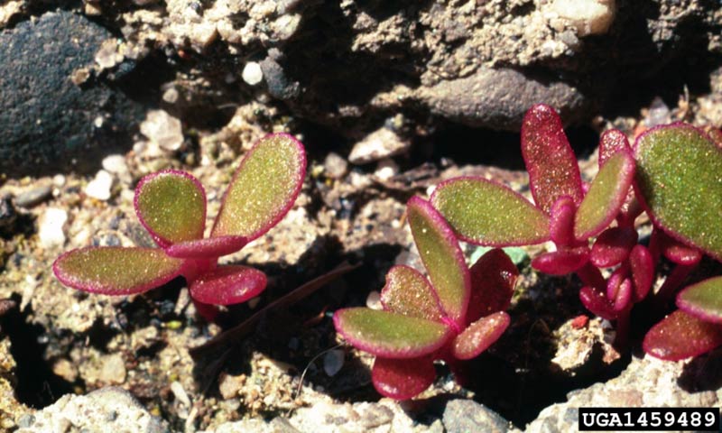 purslane-red-foliage