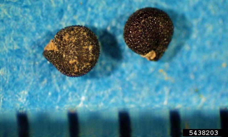 purslane-seeds