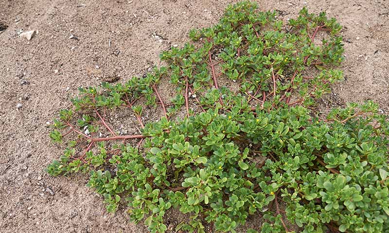 purslane-spreading