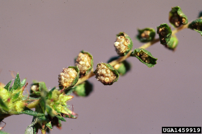 common ragweed extreme flower closeup