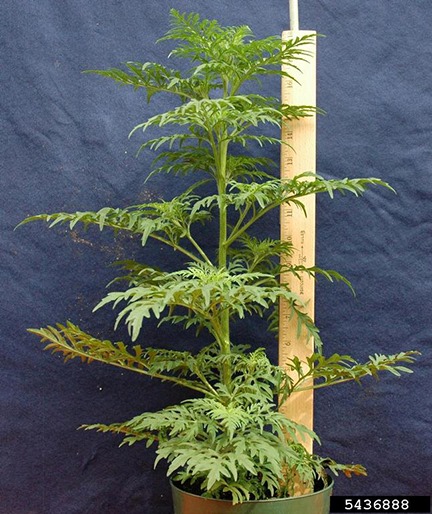 common ragweed full length