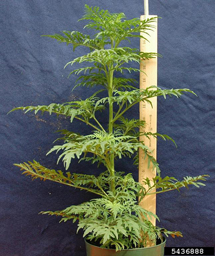 common ragweed full length