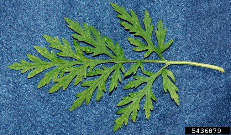 common ragweed leaf detail