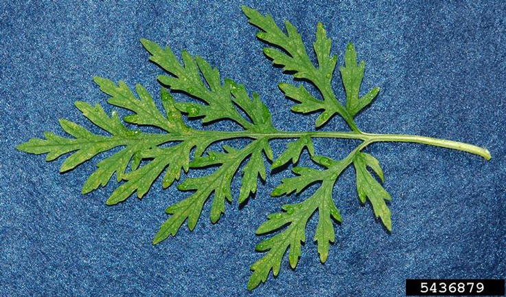 common ragweed leaf detail