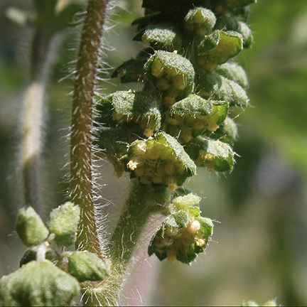 common ragweed male flower extreme closeup