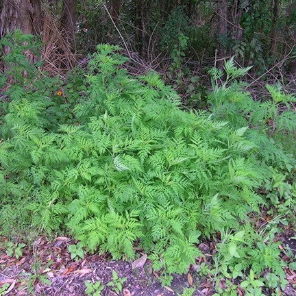 common ragweed patch in the wild
