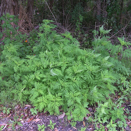 common ragweed patch in the wild
