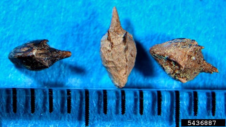 common ragweed seeds closeup