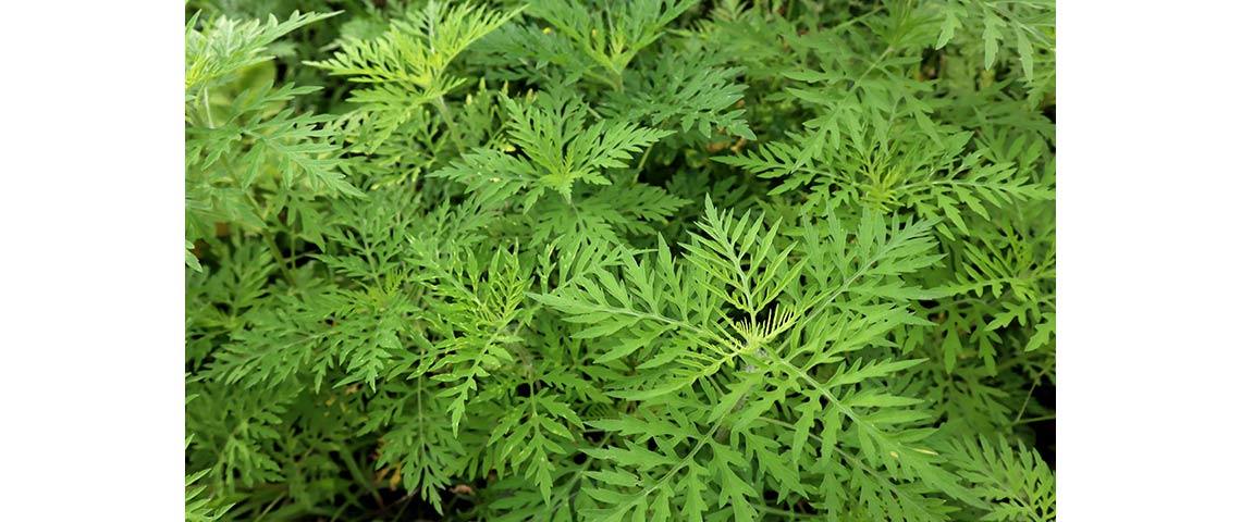 Ragweed